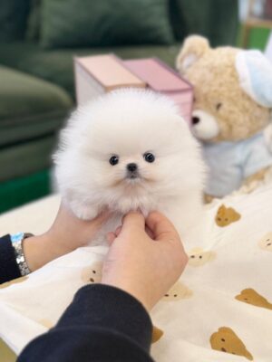 teacup pomeranian puppy