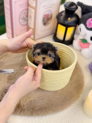 yorkie for sale near me