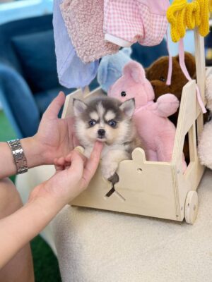 teacup pomsky