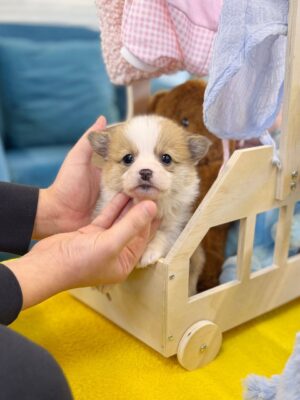 corgi puppies for sale