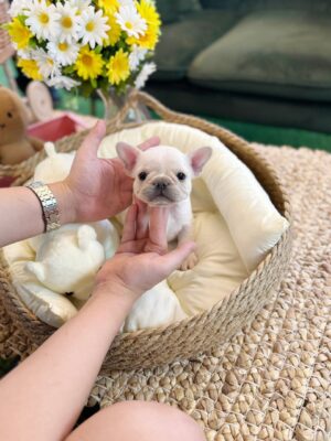 mini french Bulldog for sale near me