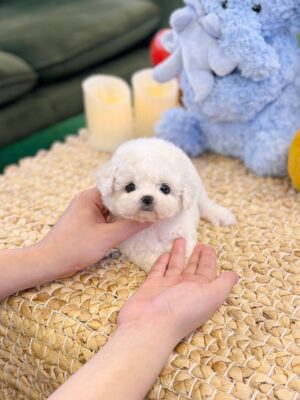 bichon frise dogs for sale