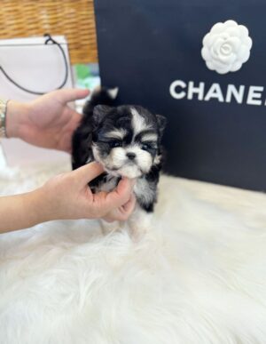 teacup maltipom puppies for sale