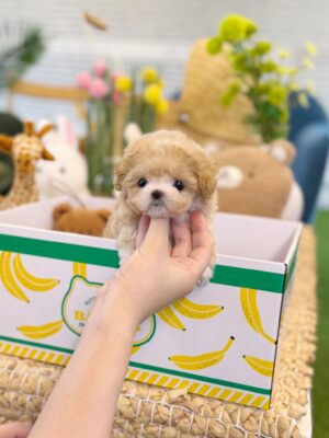 Maltipoo - Arlo(Female)
