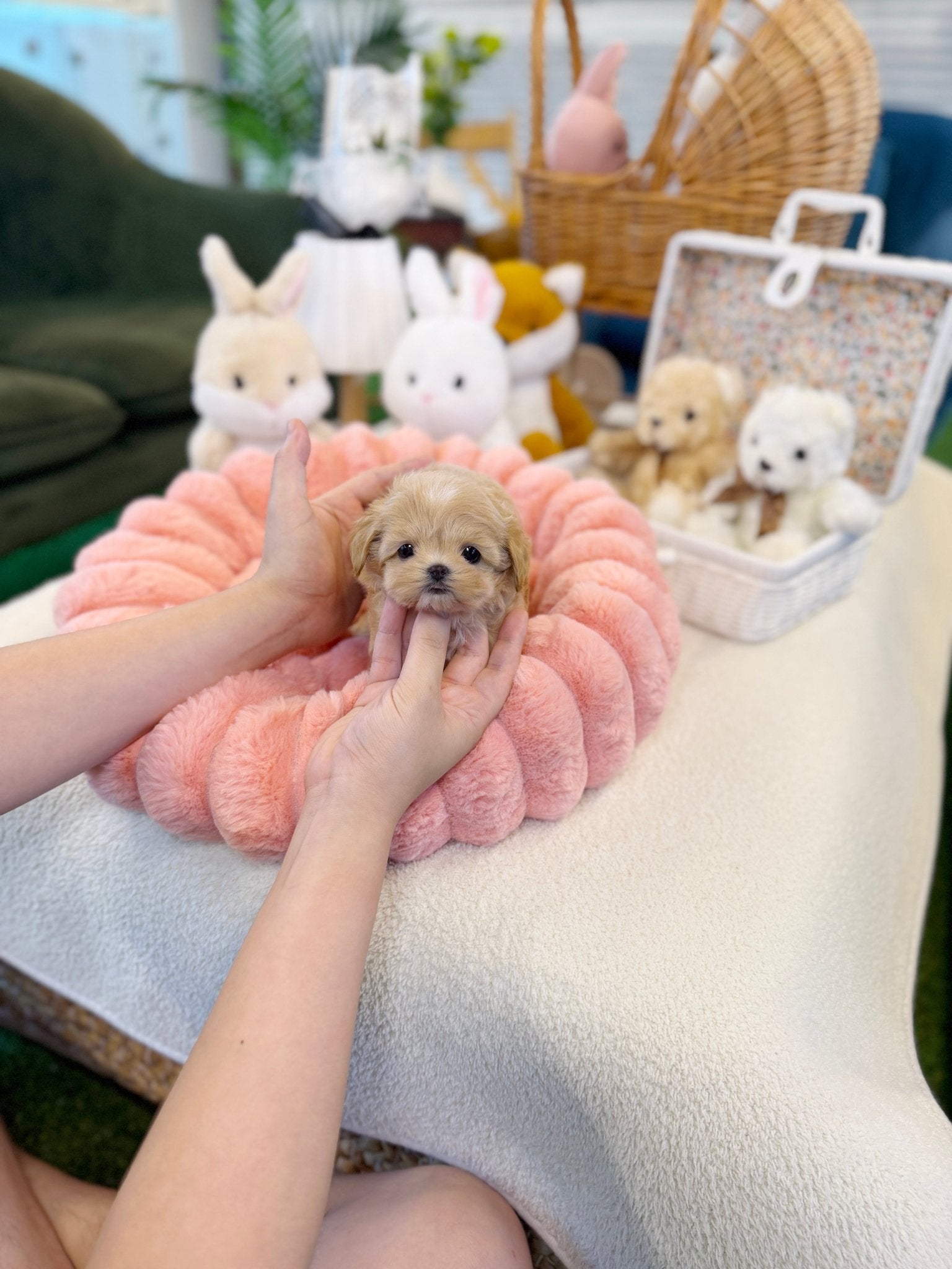 Maltipoo - Raury (Male) - Image 5