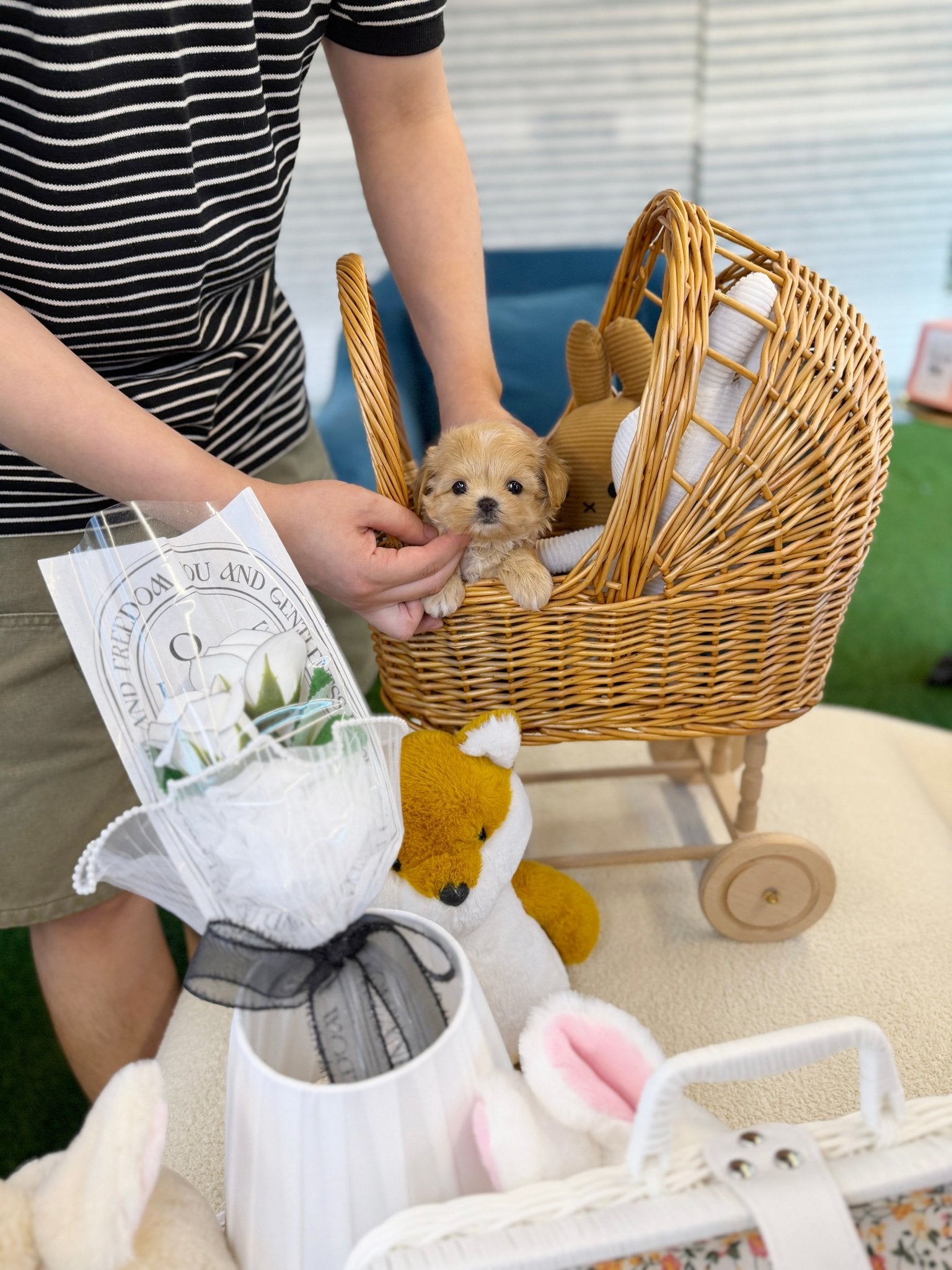 Maltipoo - Raury (Male) - Image 4