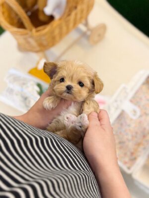 Maltipoo - Raury (Male)