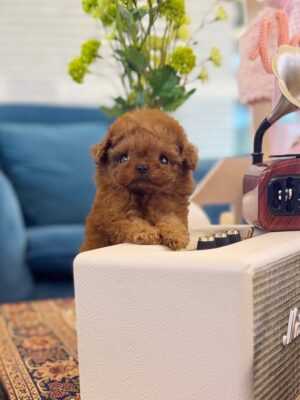 Poodle - Dior(Female)