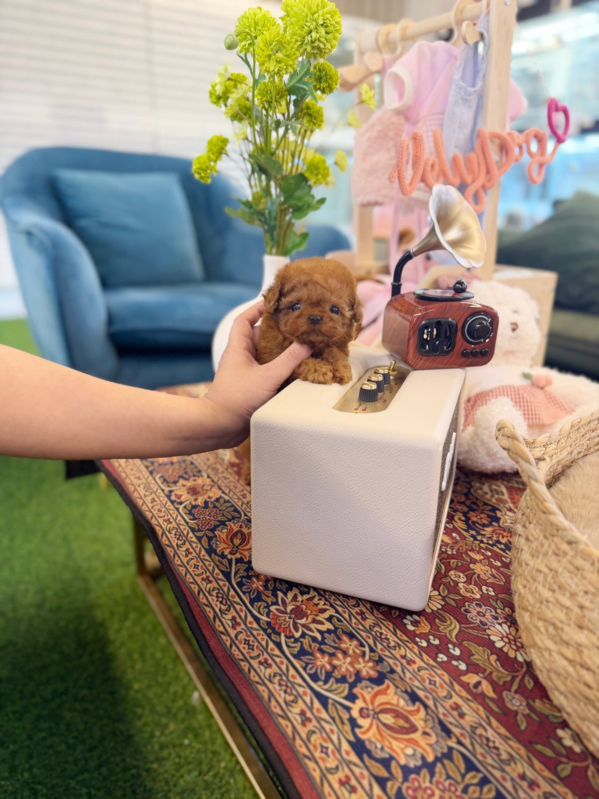 Poodle - Dior(Female) - Image 3