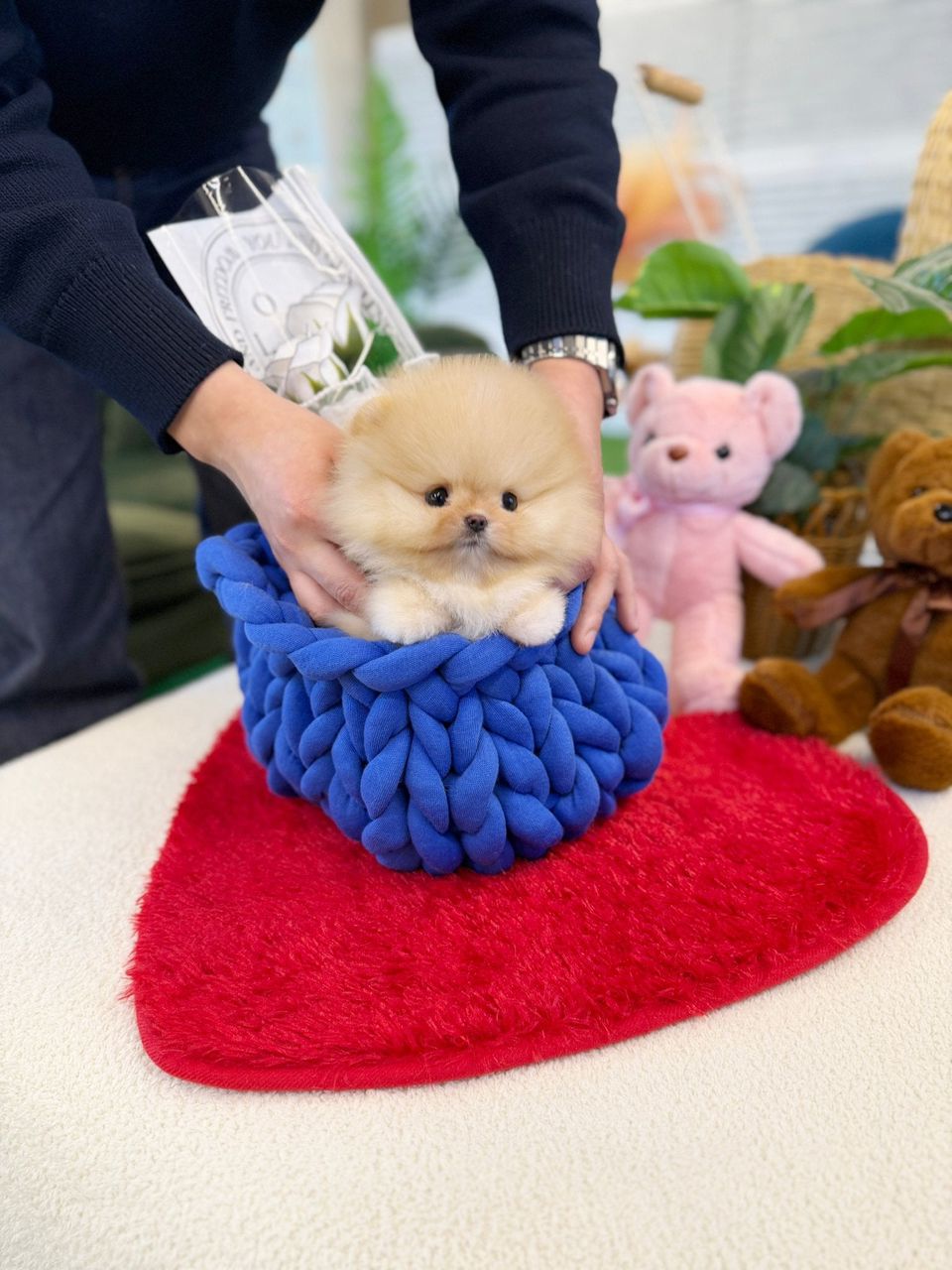 Teacup Pomeranian – Female – Name ( Ann)