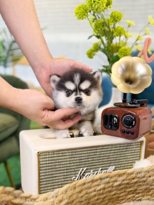 pomsky for sale near me