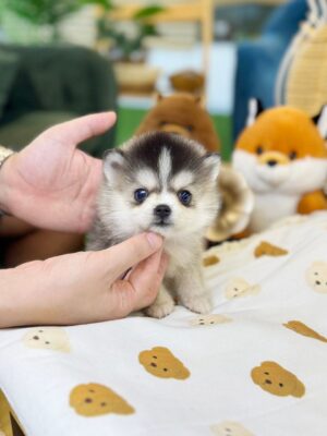 Teacup Pomsky puppies for sale