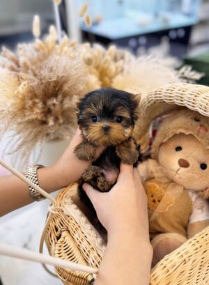 Teacup Yorkshire Terrier puppies for sale,