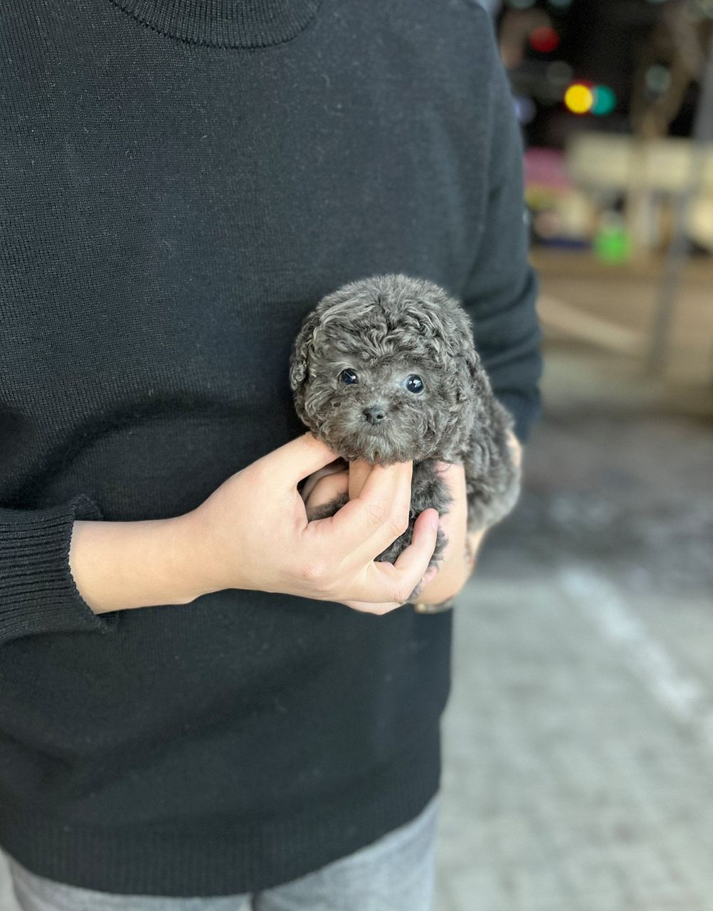 Teacup Poodle – Female – Name (Ditto)