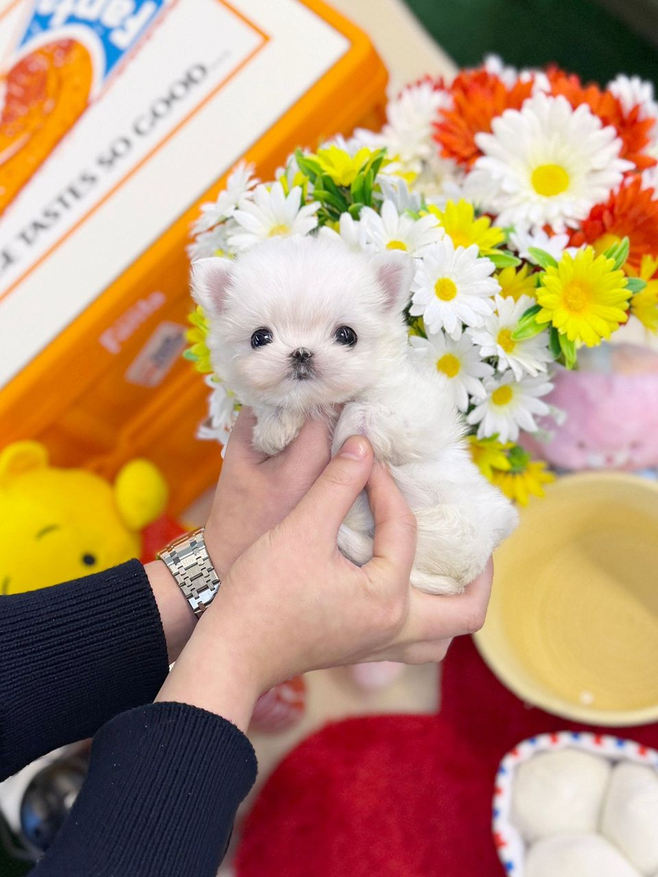 Teacup Maltese – Male – Name (Rolly)