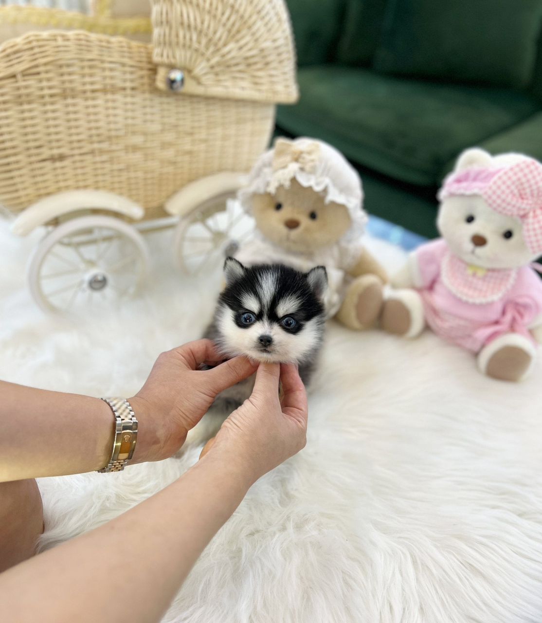 Mini Pomsky – Male – Name (Oreo)