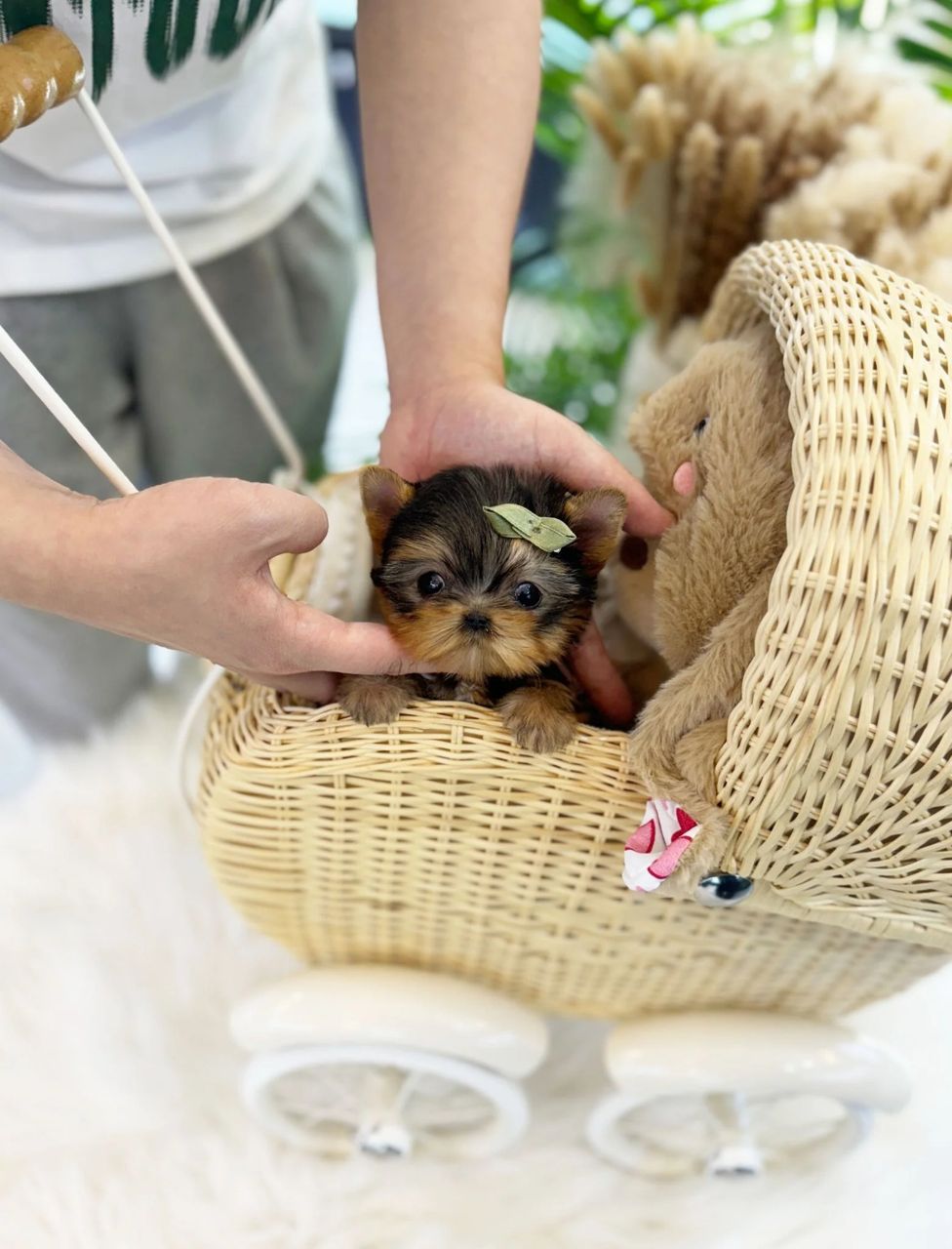 Yorkshire Terrier Puppy – Female – Name (Trina)