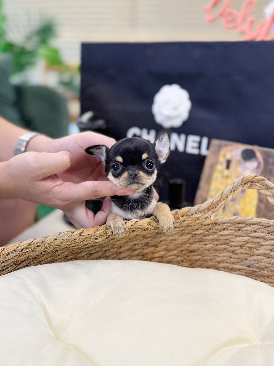 Teacup Chihuahua – Female – Name (Piana)
