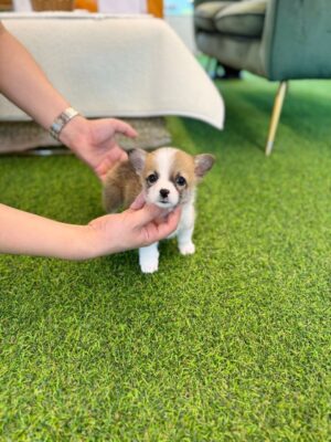 pembroke welsh corgi puppies for sale