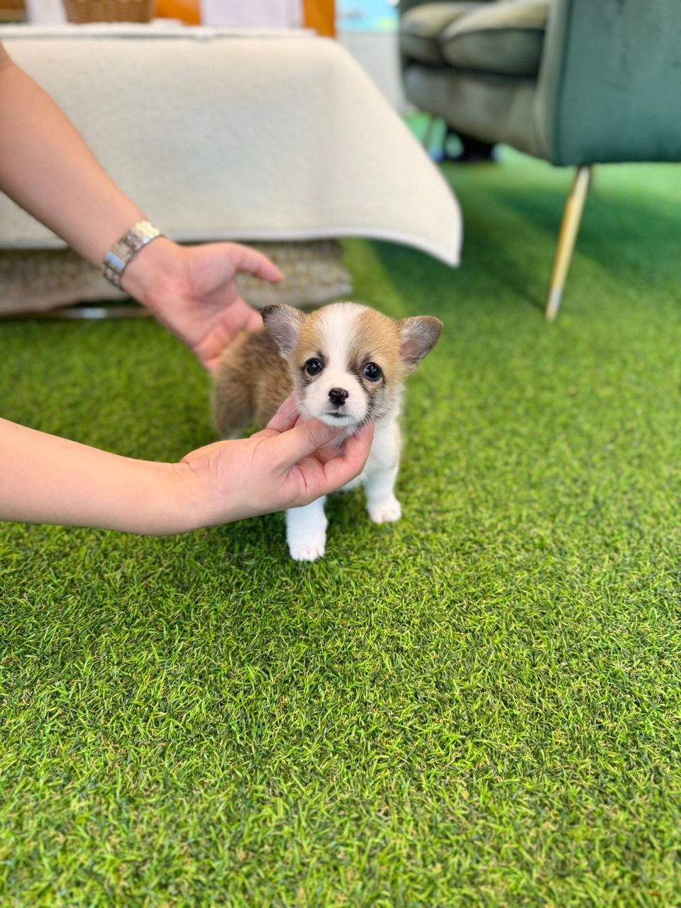 Pembroke Welsh Corgi – Male – Name (Winston)