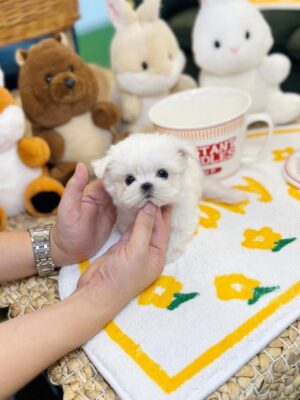 maltese puppies for sale