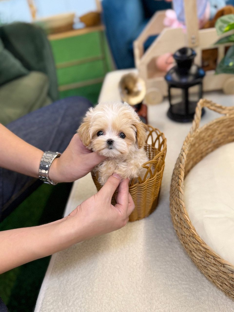 Teacup Maltipoo – Male – Name (Hanma)