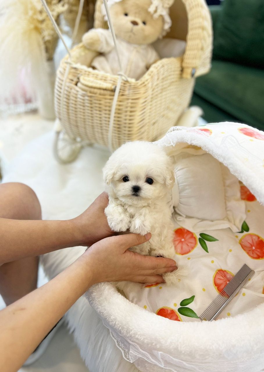 Mini Bichon Frise – Male – (Tony)