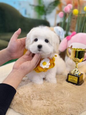 Coton de Tulear Puppies for Sale