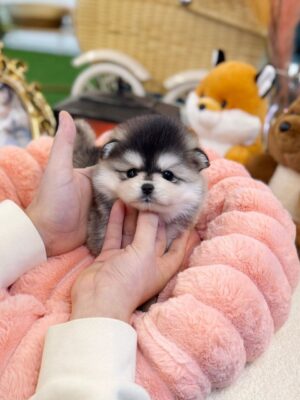 teacup pomsky for sale